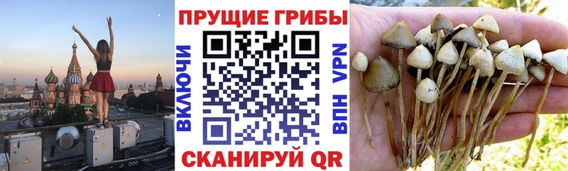 Псилоцибиновые грибы прущие грибы  купить наркотик  Шумерля 
